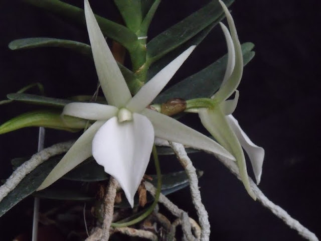 Angraecum elephantinum Angraecum_elephantinum%2520%25283%2529