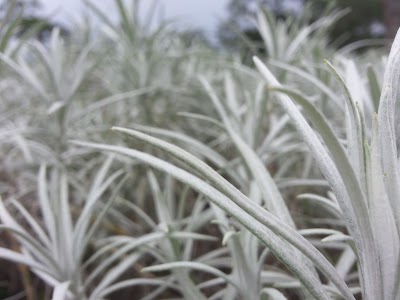 Photos of Taman Bunga Kasna