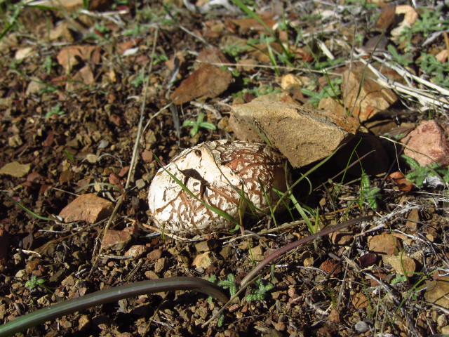 cracked puffball mushroom