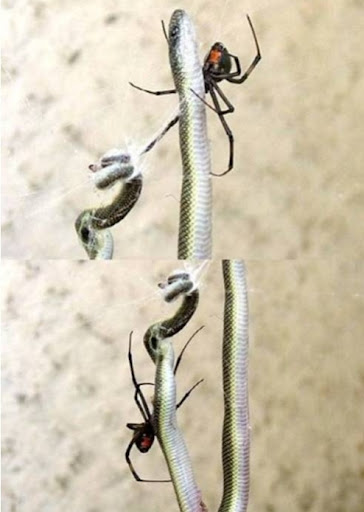 만랩거미.jpg