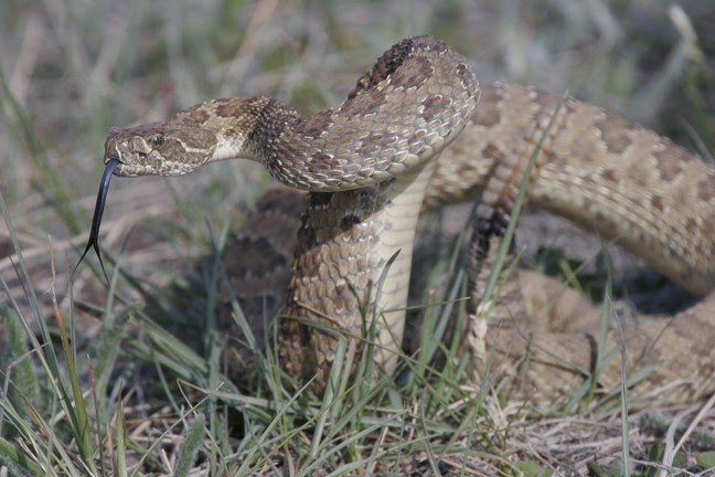 Durango Texas: We Need To Thin Down The Population Of Rattlesnakes At ...