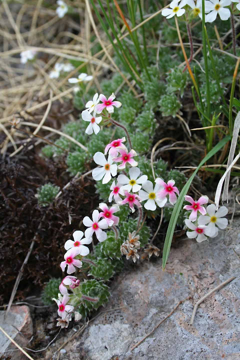 Androace villosa