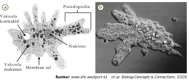 Rhizopoda Amoeba  Protista Mirip Hewan  Pengertian 