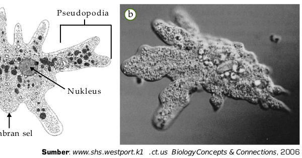 Rhizopoda Amoeba Protista Mirip Hewan  Pengertian 