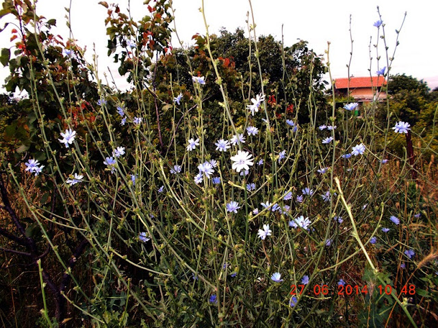 Цикория (Синя жлъчка). Cichorium intybus, семейство Asteraceae DSCN0960