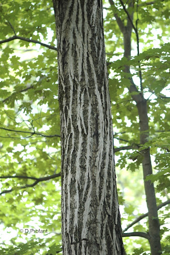 Dogwood+tree+bark+fungus