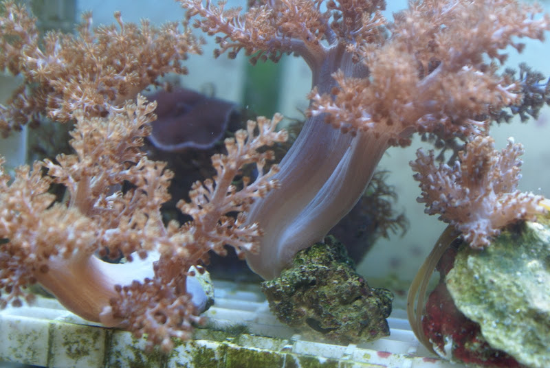Capnella imbricata (Kenya Tree Coral) DSC05167