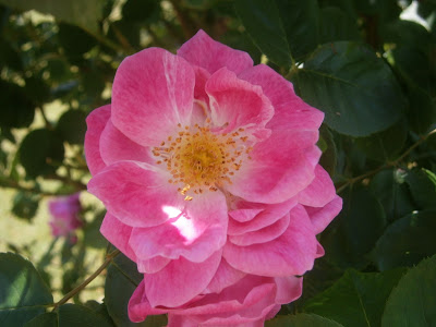 [Bild: P6090504.JPG]
