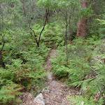 winding through the bracken ferns (90411)