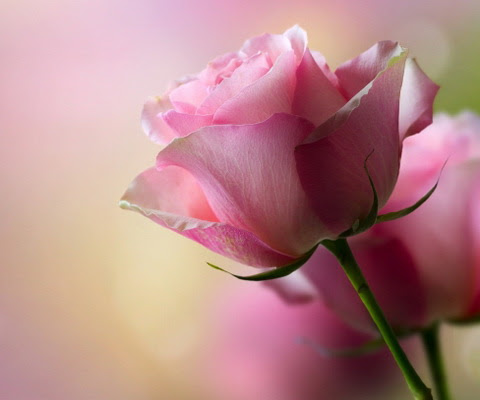 بستان ورد المصــــــــراوية - صفحة 25 Pink-rose-petals_tn2