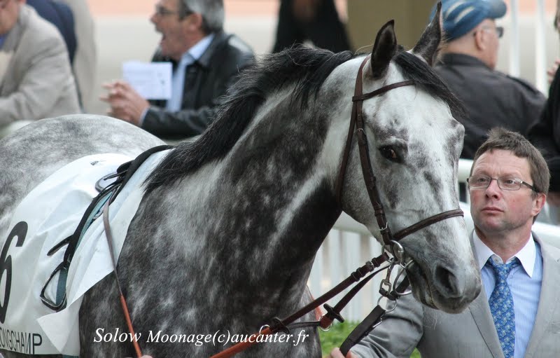 Prix Quincey 2014 (Gr.III, Deauville) 31-08 : Solow IMG_1392