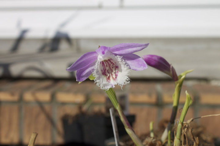Pleione formosana "Verdi" IMG_1528