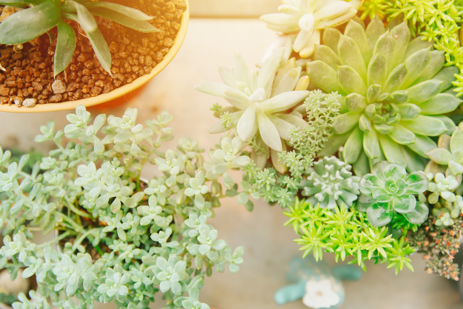 how to take care of succulents: succulents receiving sunlight