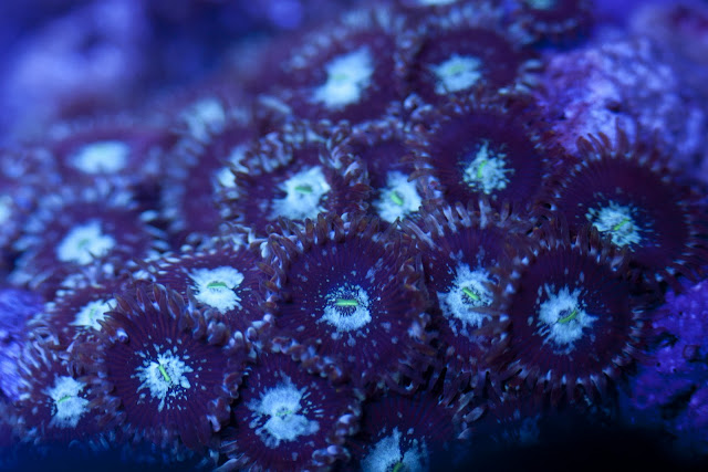 CRW 3948 - zoas and palys-  lps - sps - nightmares and people eaters!