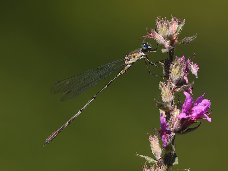 Ma première demoiselle G1350123