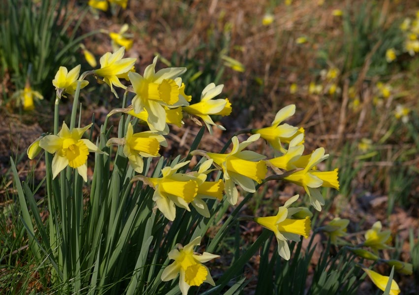 John Grimshaw's Garden Diary Wild Daffodils in the Golden Triangle