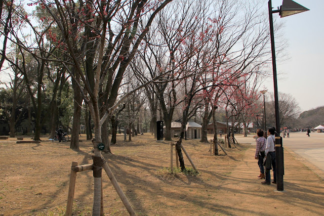 日本 東京 上野公園 櫻花