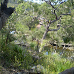 views of Heathcote Creek from the track (36780)