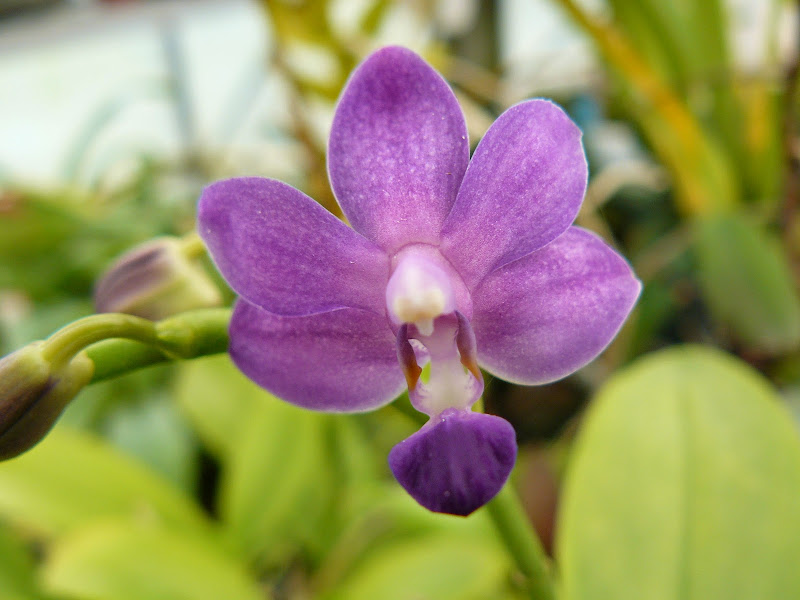 Phalaenopsis Purple Martin P1040640