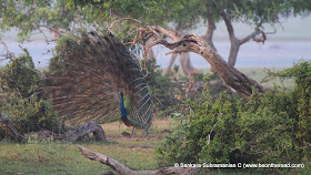 Peacock Mating Dance - 3