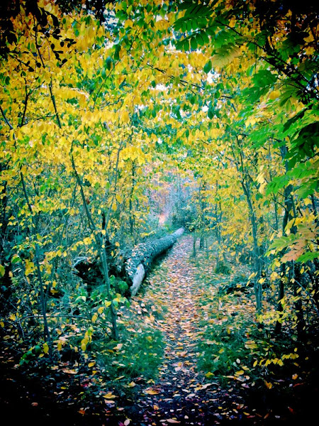 yarralumla path