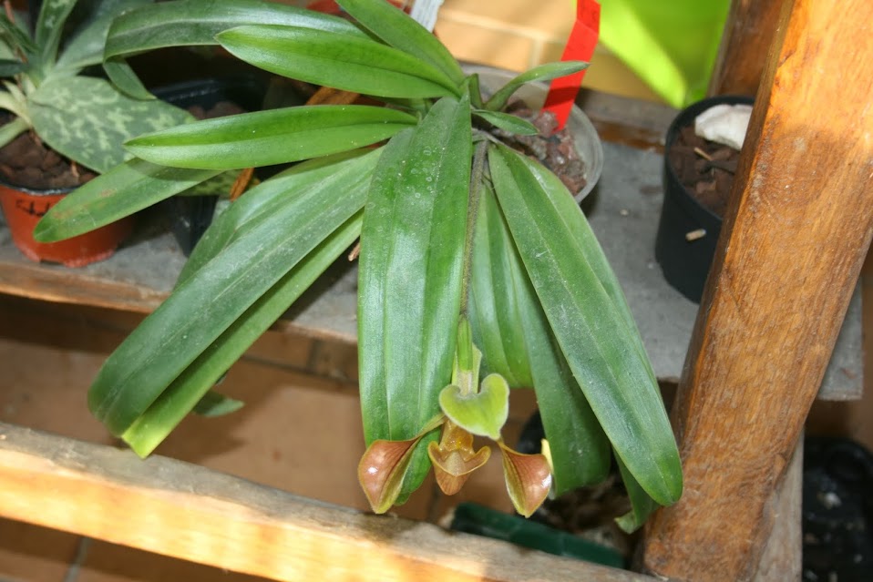 Paphiopedilum villosum IMG_1813