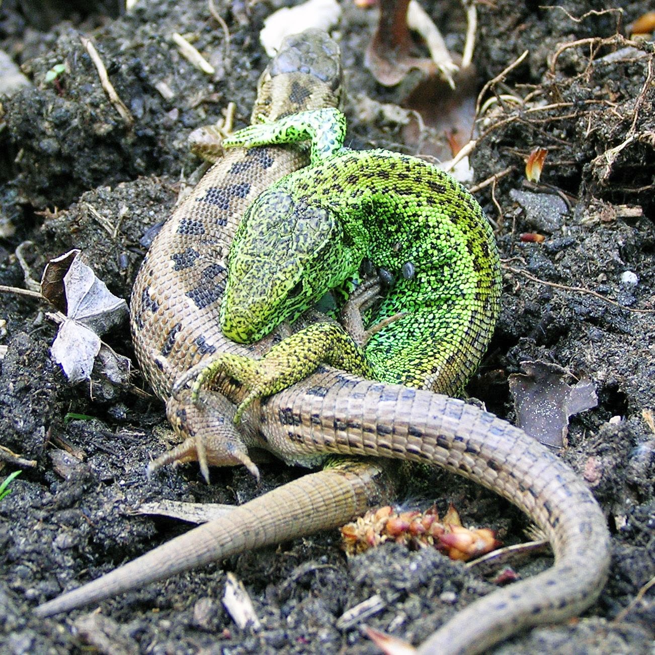 Ящерица мох. Прыткая ящерица. Lacerta Agilis. Ящерица Lacerta Agilis. Ящерица обыкновенная прыткая.