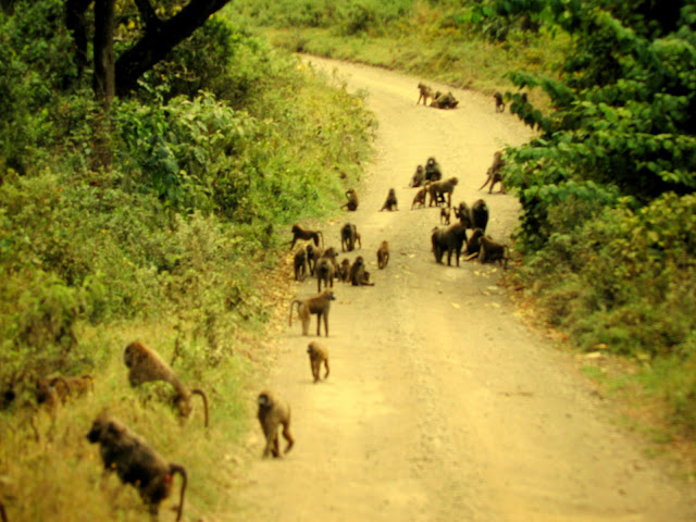 Tanzania groep apen