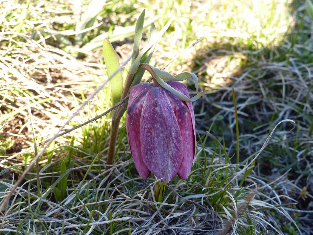 Tulipe noire
