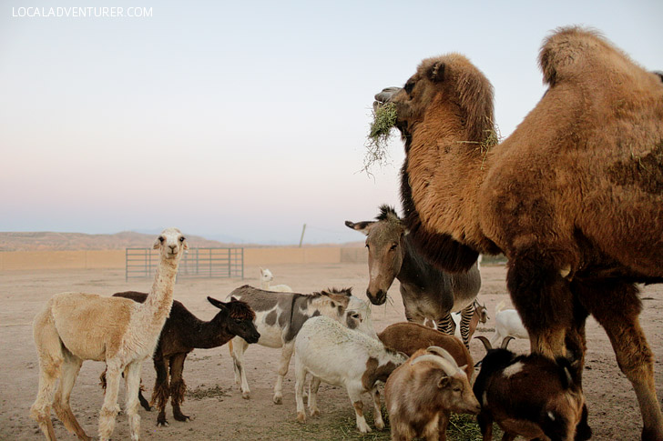 Camels at Roos n More Zoo in Las Vegas.