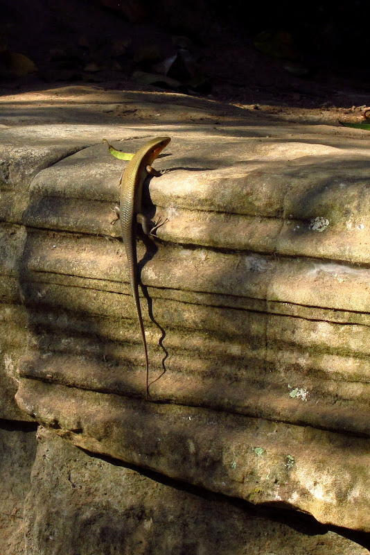 Lizard at Ta Prohm