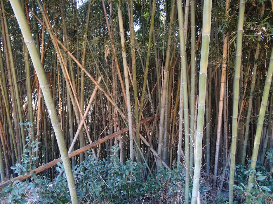 Bamboo in Korea (pic heavy) - bambooweb.info