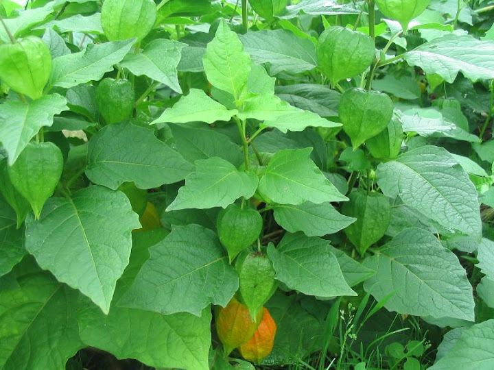 Miechunka peruwiańska (rodzynek brazylijski) – uprawa, jak siać, sadzić? -  e-ogrodnik