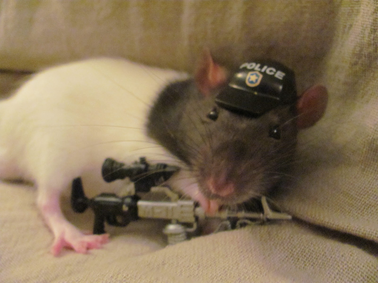 Хомяк со скрипкой. Мышь с пистолетом. Крутая крыса. Смешная мышь. Боевой хомяк.