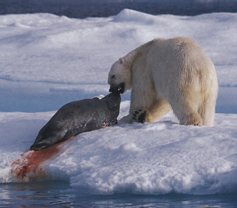 Urso pardo vs Urso polar Polar-bear-seal-2