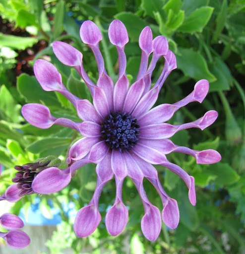 purple daisy-like flower with funny-shaped petals