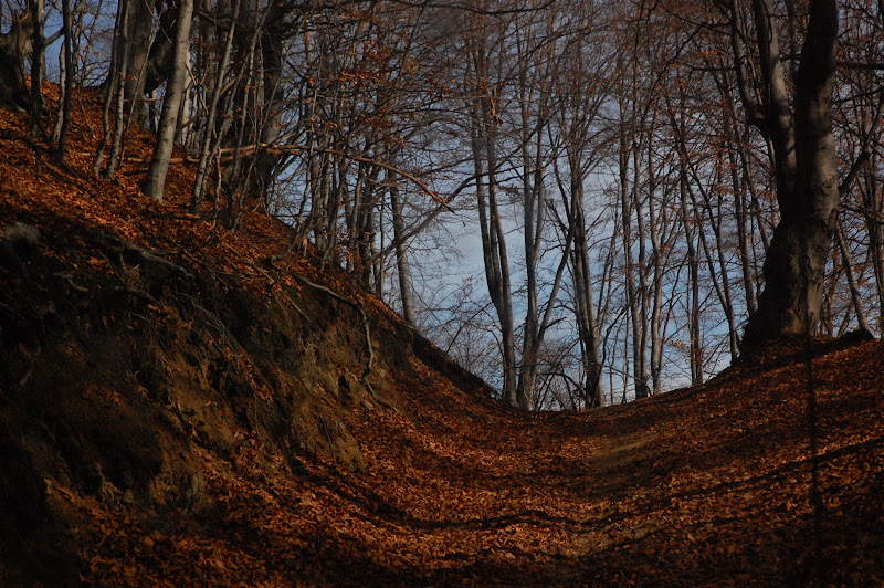 DSC_0444.JPG