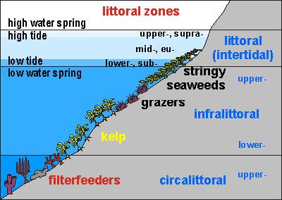 Intertidal Zone Island Ecology 11