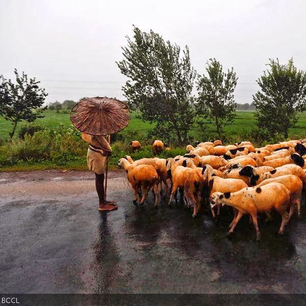 A shepherd holds an umbrella as he stands on a highway with his flock in Srikakulam district in the southern Indian state of Andhra Pradesh.