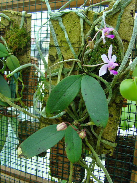 Phalaenopsis wilsonii DSC01177
