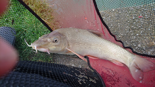 Whitmore Fisheries - Fishing Lakes