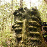 Old tree trunk in the Watagans (320699)