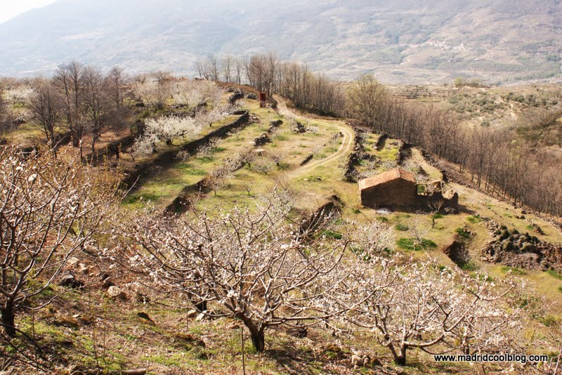 MADRID COOL BLOG valle del jerte floración de los cerezos hanami cáceres florecidos marzo abril