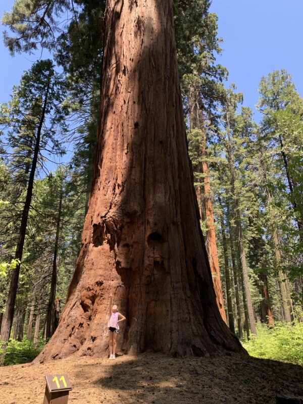 Calaveras Big Trees State Park– Arnold, CA