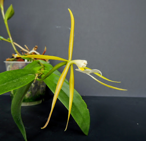 Epidendrum nocturnum DSCN1738