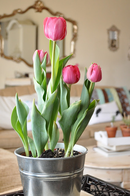 red tulips in a silver pot