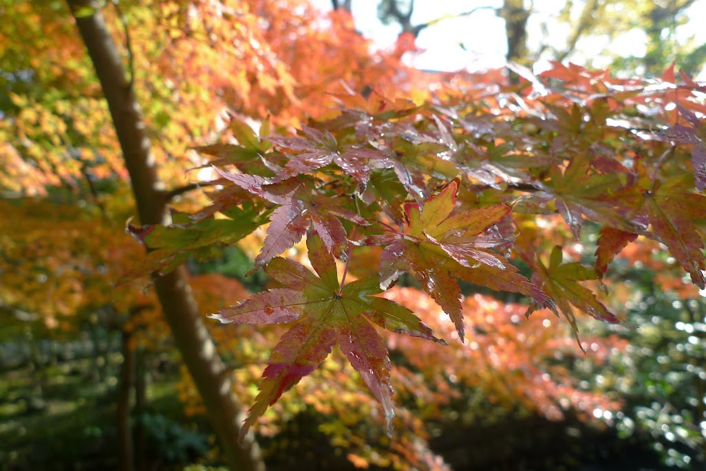 automne kamakura