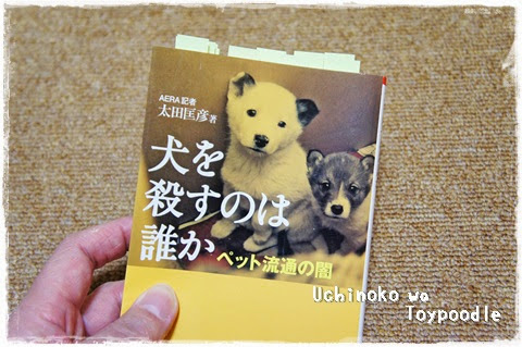 犬の飼い主だから殺処分を考える うちの子はトイプードル