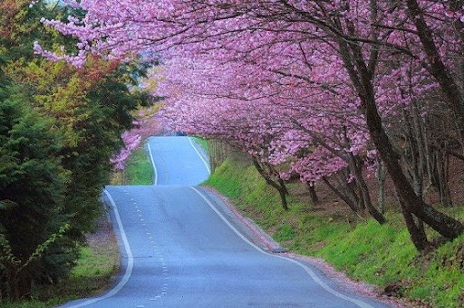Gambar Pemandangan Bunga Sakura