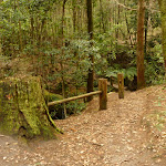 Timber post and railing near the dammed pool in the Watagans (322145)